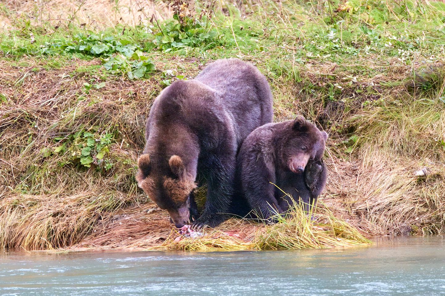 Grizzlybär